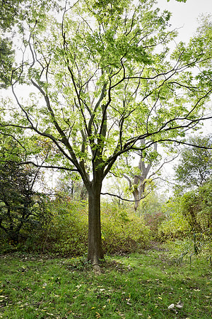 Bewilderness 028
