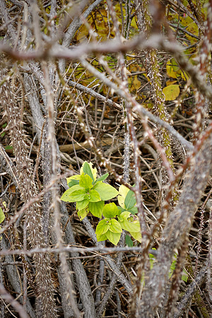 Bewilderness 029
