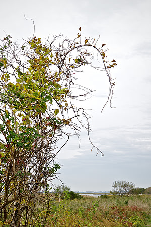 Bewilderness 030