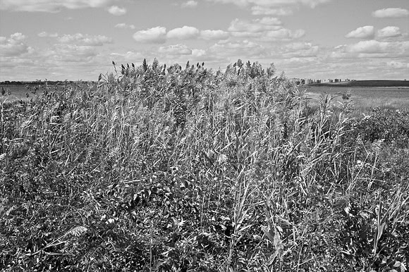 Bewilderness 032