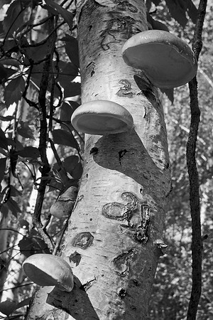 Bewilderness 034