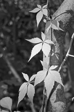 Bewilderness 035