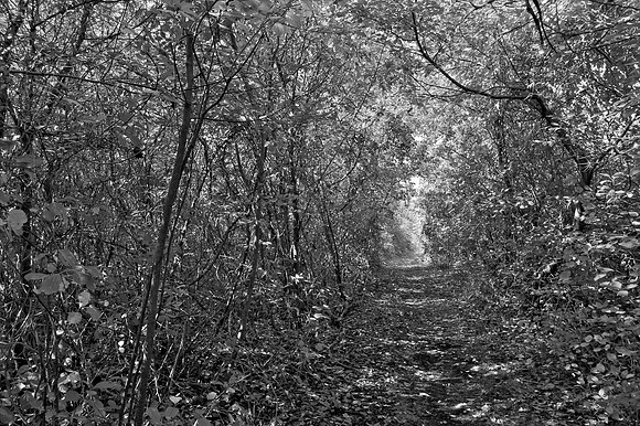Bewilderness 037
