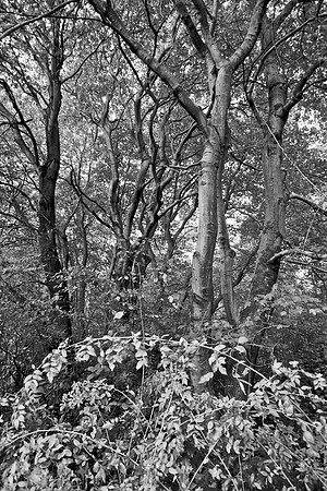 Bewilderness 038