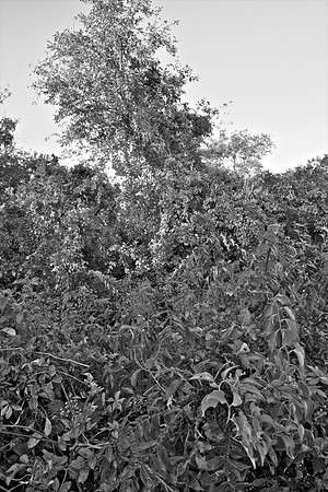 Bewilderness 039