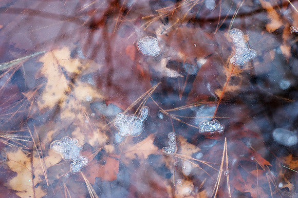 In the Woods Out Back - 021