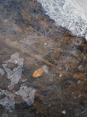 In the Woods Out Back - 029