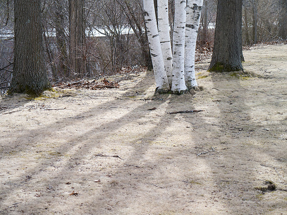 In the Woods Out Back - 031