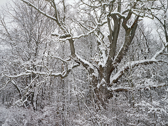 In the Woods Out Back - 034