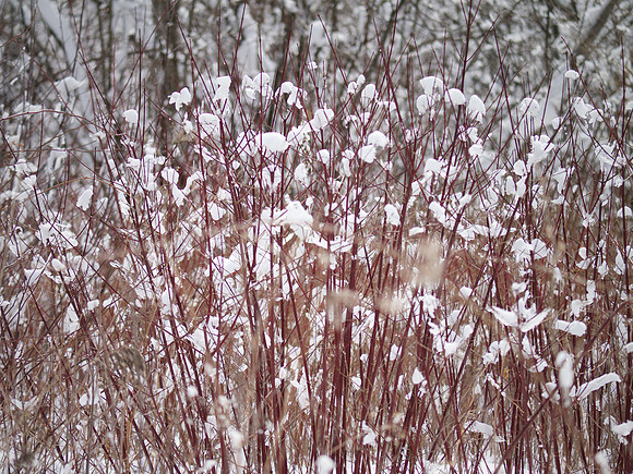 In the Woods Out Back - 035