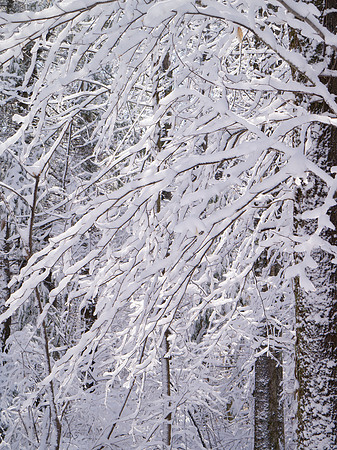 In the Woods Out Back - 036