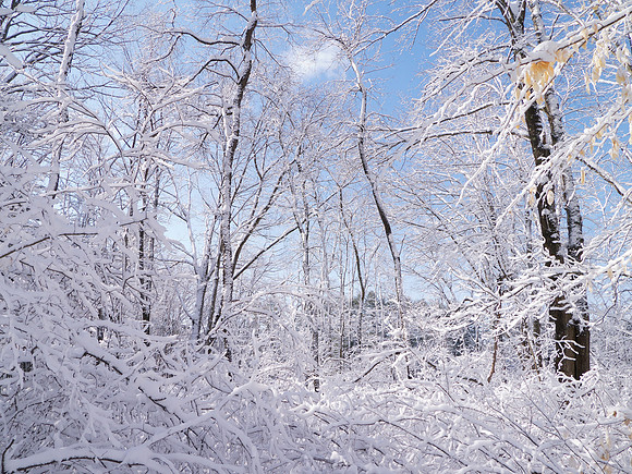 In the Woods Out Back - 037