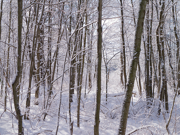 In the Woods Out Back - 039