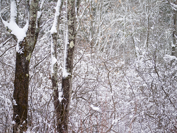 In the Woods Out Back - 041
