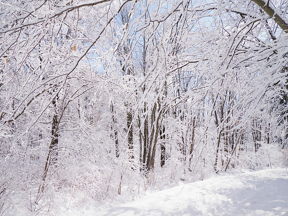In the Woods Out Back - 042